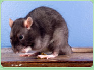 rat control Holborn
