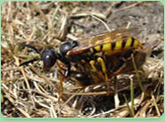 wasp control Holborn